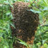 Bienenschwarm