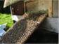 Einlaufen der Bienen in die Beute